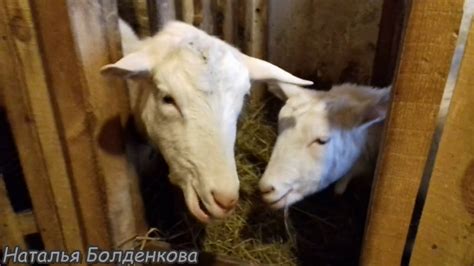 Задвижки на двери в козовнике. - YouTube
