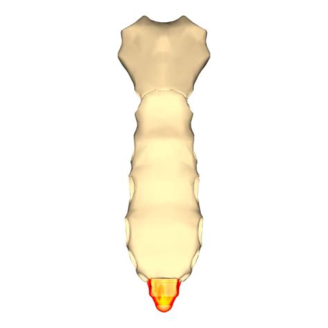 Level 13 - Human Anatomy - Memrise