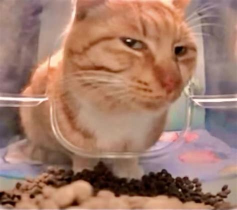 mr.fresh cat в 2024 г | Смешные котята, Котята, Мемы