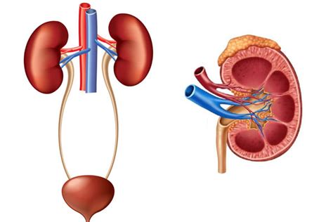 Urinary - My Home Telemed LLC