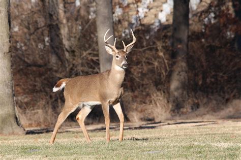 1,000+ Free Buck & Deer Images - Pixabay