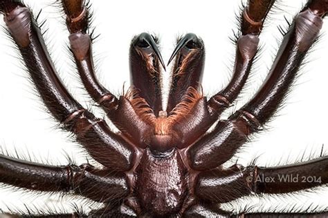 These Spider Fangs Aren’t Going to Photograph Themselves