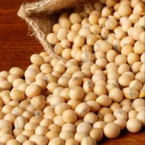 Jual 20 biji Benih bibit biji kacang kedelai super(GRATIS Polibag ...