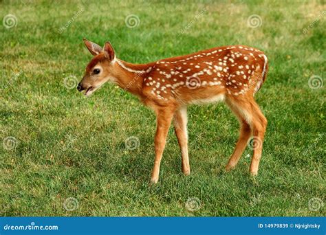 young fawn stock image image  grass animal deer