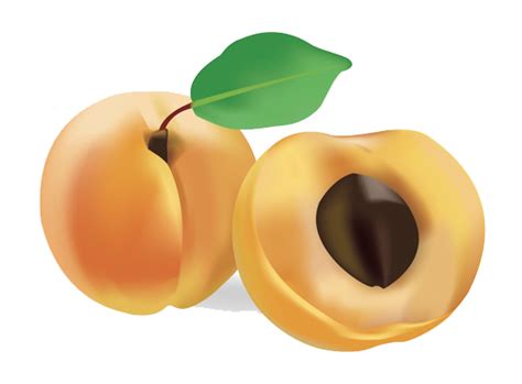 Apricot PNG Image | PNG All