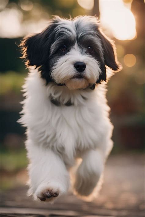 The Hypoallergenic Havanese | Havanese dogs, Havanese, Havanese puppies
