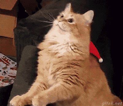 Гифки с котиками. 108 прикольных, милых GIF анимаций