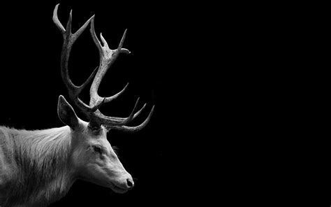 Deer Wallpapers - Wallpaper Cave