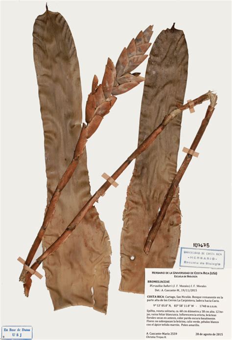 Specimen of Werauhia haberi from Cerros La Carpintera (Cartago, Costa ...