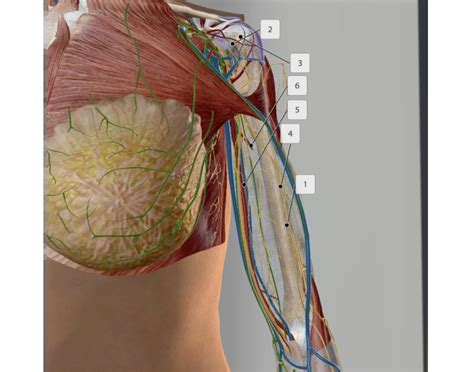 Deep upper arm(anterior) Quiz