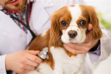 6 Cavalier King Charles Spaniel Health Issues to Watch For – Dogster