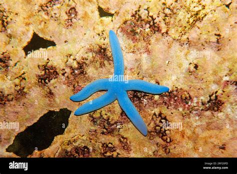 blue linckia laevigata starfish stock photo alamy