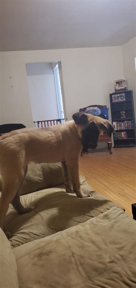 Double dew claws make great flippers. : AnatolianShepherdDogs