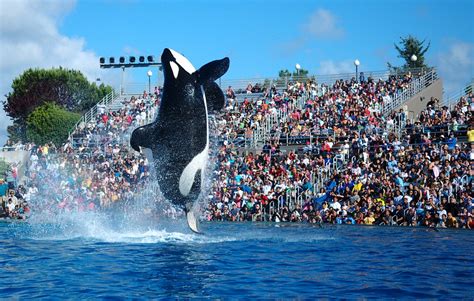 Shamu (SeaWorld show) - Wikipedia
