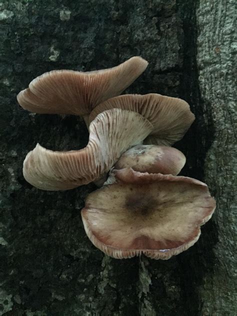 Parasitic fungi growing in a state park. White spore deposit : r/mycology