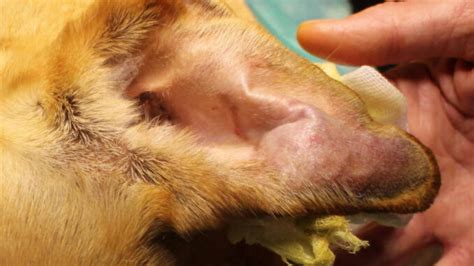 7 Pictures of Ear Hematomas in Dogs [Visual Guide]