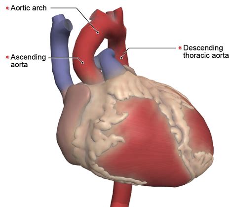 Aorta Anatomy