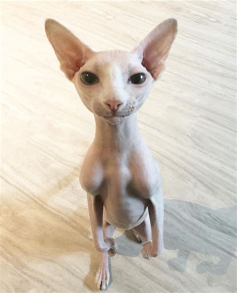 Happy Friday. Sphynx cat | Gatos egipcios, Gatos