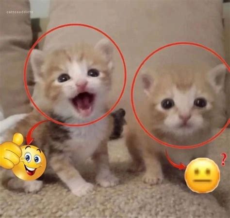 Pin by stskrmm on mvm | Funny cats, Silly cats, Funny cute cats