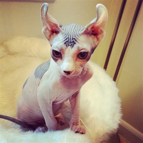 8 Large cats ideas | cats, cute cats, cats and kittens