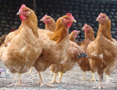 advantages  native chicken farming agriculture philippines