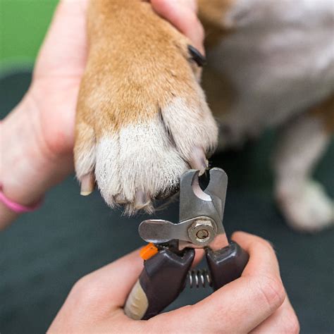 Paws & Trim: A Step-By-Step Guide To Safely Cutting Your Dog's Nails