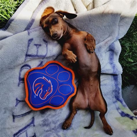 northwest pets 9