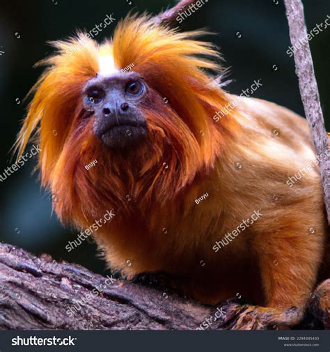 New World Monkey Teeth Shape