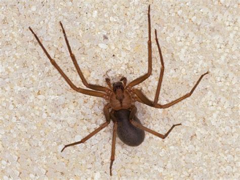 Brown Recluse Spider