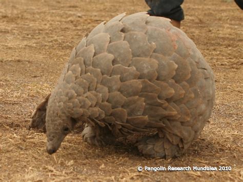 pangolin research mundulea december