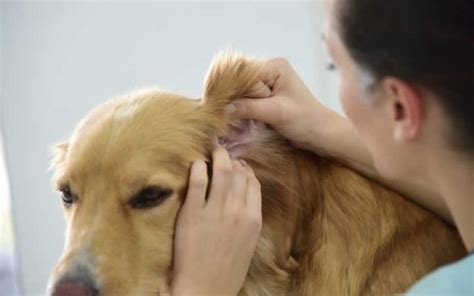 Help my dog has itchy ears! | Vegan Vet Advice