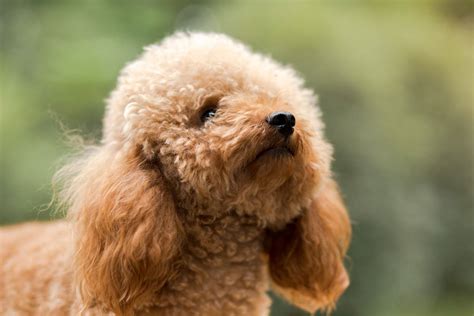 En Güzel Fino Köpek İsimleri - Miyavliyo