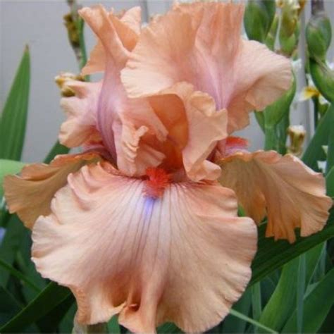 Ирисы бородатые: Ирис-Iris Amber Essence