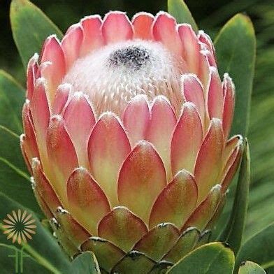 Pin by Lee-Anne Van Wyk on Fynbos animals and plants | Wholesale flowers, Protea flower, Diy ...