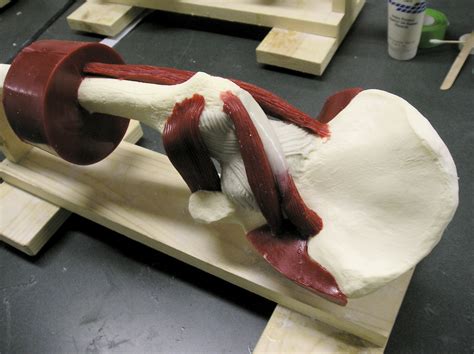 Hip model assemblies – joshua's workbench