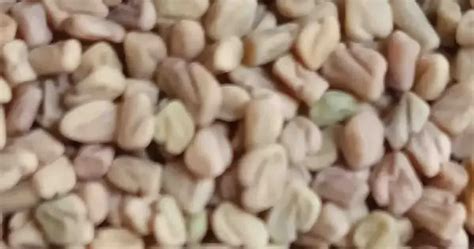 Uluva In English Name [5+ Benefits, Side Effect, Nutrient, Price Etc]
