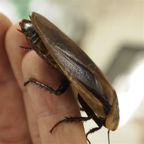 Таракан колумбийский (Blaberus giganteus)