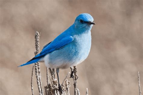 Blue birds in Arizona – Global Birding Initiative