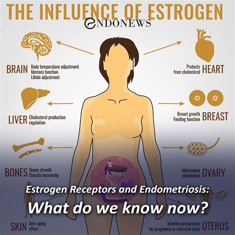 Estrogen Receptors and Endometriosis: What do we know now? | EndoNews