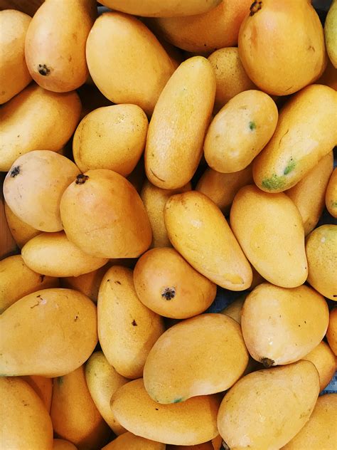 mango      mango stock  hd images