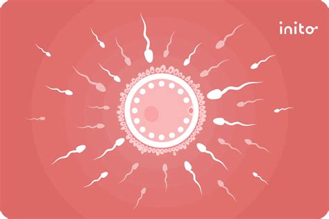 Does Ejaculating Multiple Times Reduce Sperm Count? - Inito