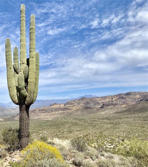 281 best Sonoran Desert images on Pholder | Tucson, Arizona and Earth Porn