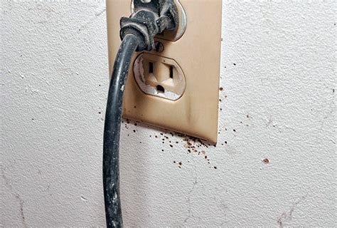 Откуда берутся клопы в квартире? - Блог СЭС Дезпрофи