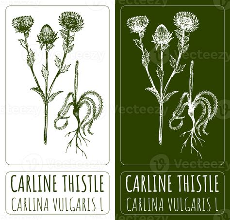 Drawings CARLINE THISTLE. Hand drawn illustration. Latin name CARLINA