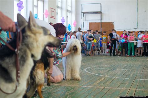 Выставка собак | Выставка собак в Комсомольске-на-Амуре. 12 … | Flickr