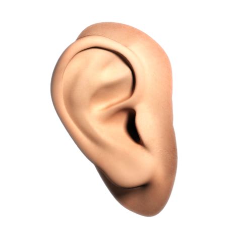 ear png