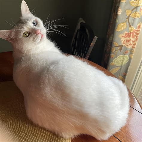 Clayton County Animal Control - URGENT PLEA!!!! THE ANIMALS WITH THE