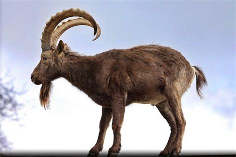 18 Wild Animals in Kyrgyzstan [Wildlife in Kyrgyzstan] - Kevmrc