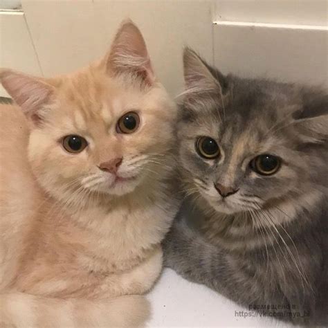 Pin de Alina Travyanova en Китяяя | Gatos bonitos, Gatitos adorables ...