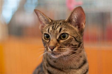 Most Energetic Cats: These are the 9 breeds of adorable cat that need ...